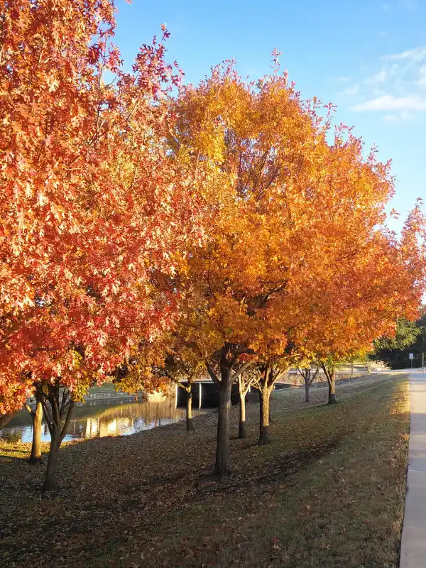 Dallas Business Growth with SEO Impact Pro